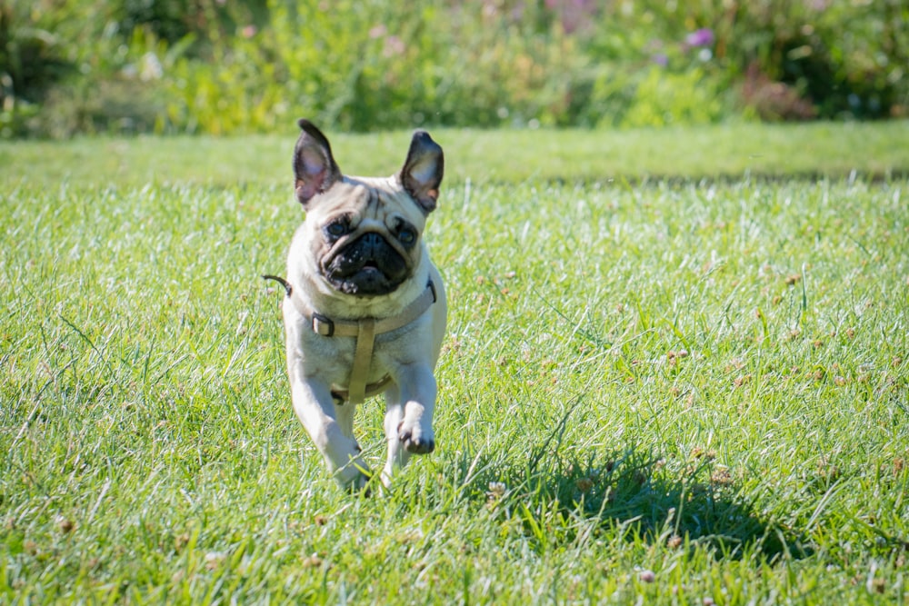 running pug