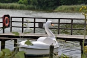 A swan-shaped pedal boat is docked at a wooden pier on a calm lake surrounded by greenery. A life ring is visible on the pier, indicating a focus on safety. The lake is bordered by tall reeds and dense trees in the background, creating a peaceful and serene atmosphere.