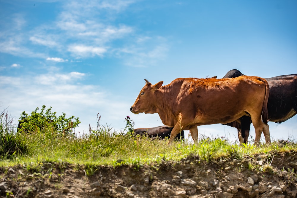 vaca marrón