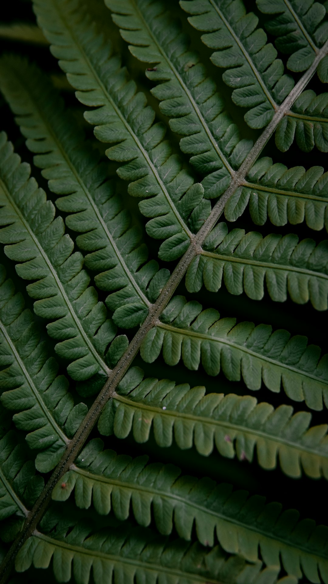 green ferns