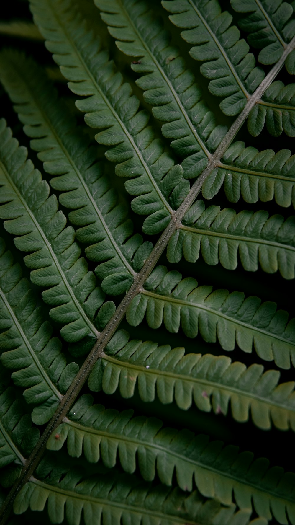 green ferns