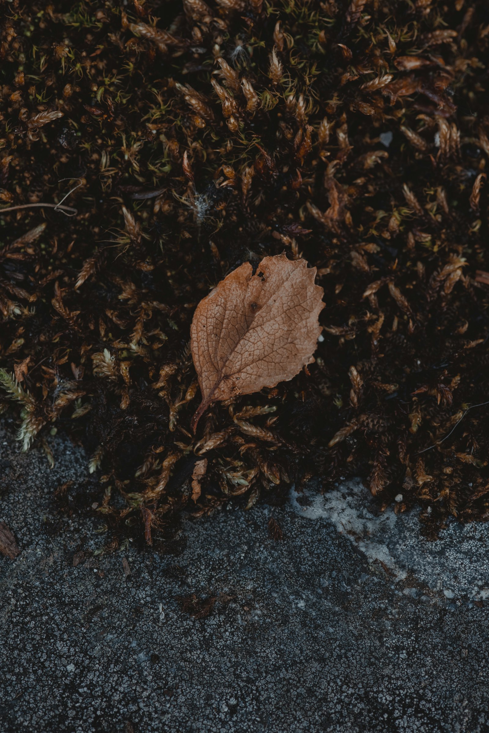 Sigma 105mm F2.8 EX DG Macro sample photo. Beige leaf photography