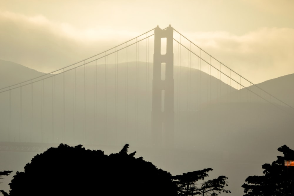 bridge on focus photography