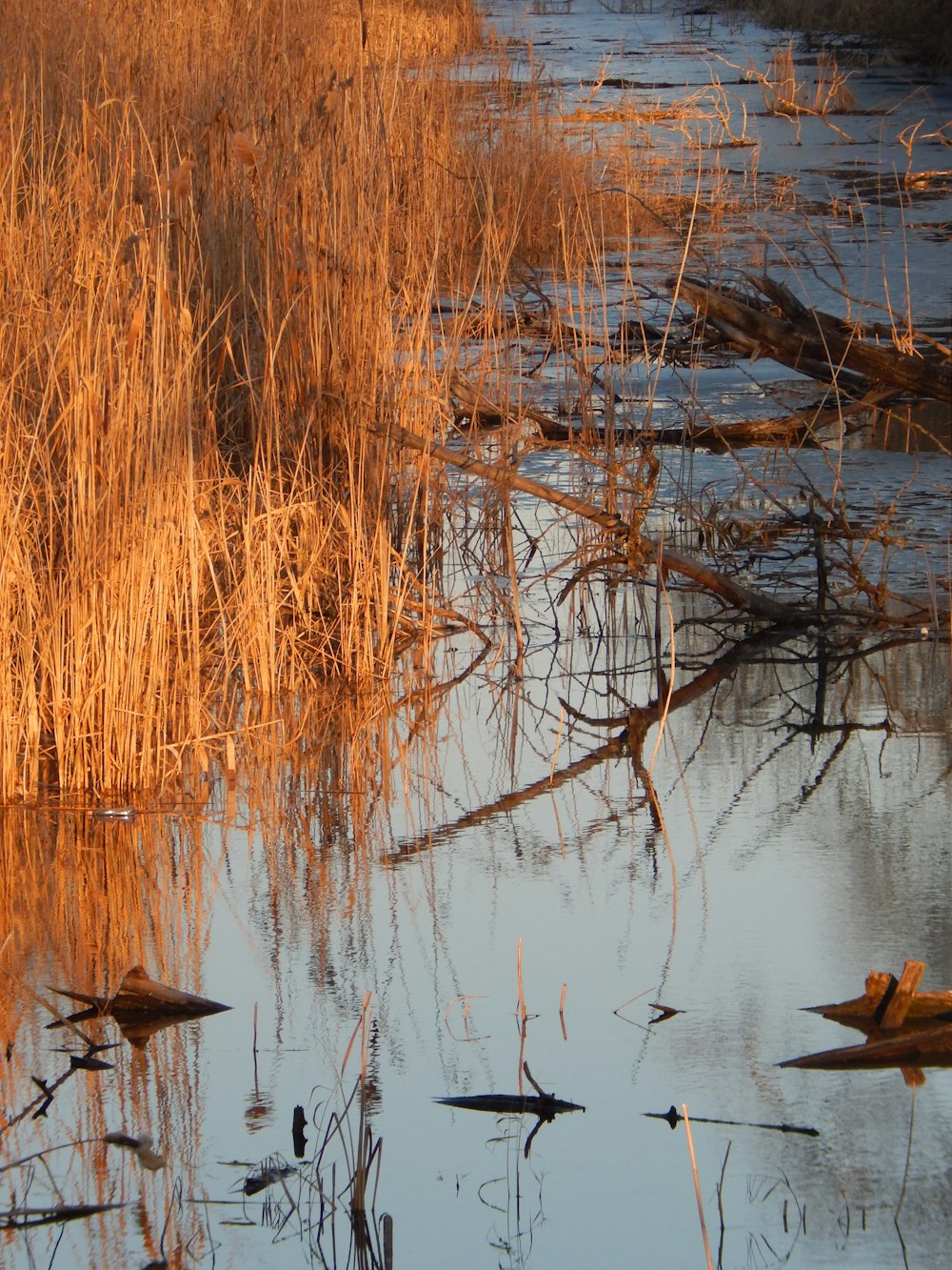 braune Pflanzen und Zweige am Gewässer