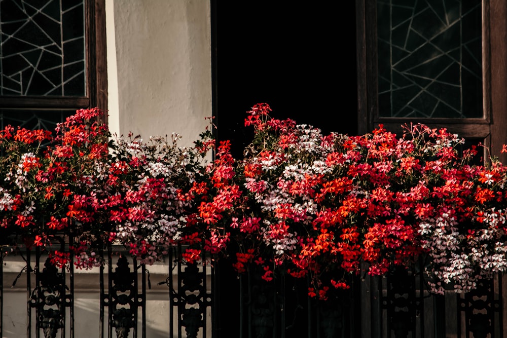 red flowers in bloom