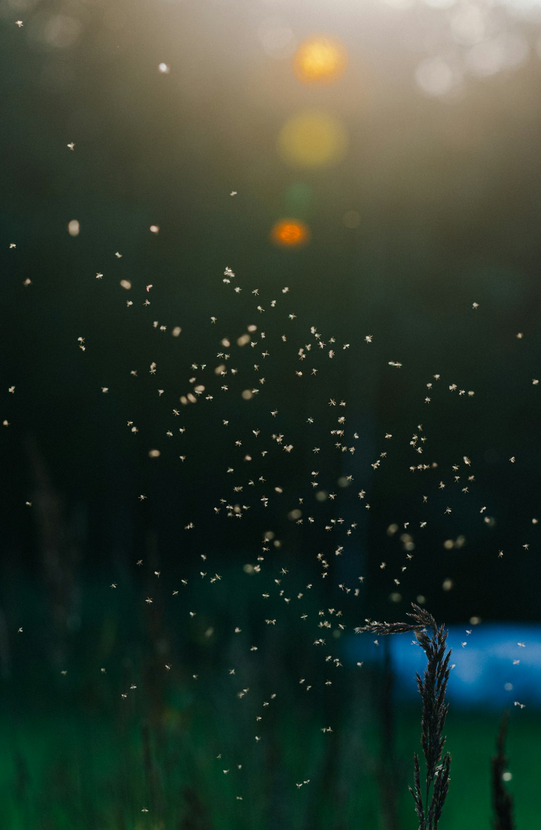 dandelion petal