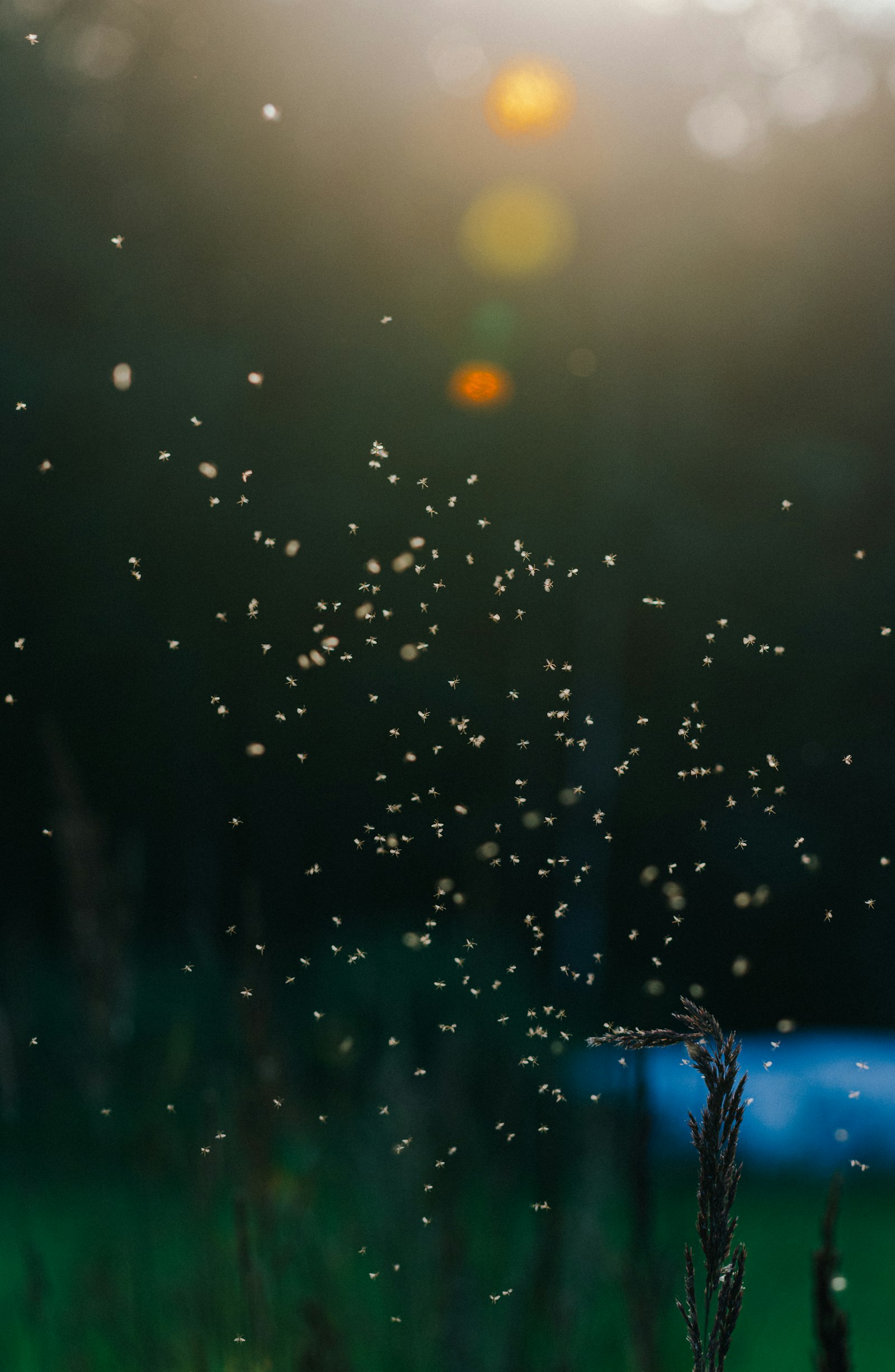 Nikon D7200 + Nikon AF-S Nikkor 70-200mm F4G ED VR sample photo. Dandelion petal photography