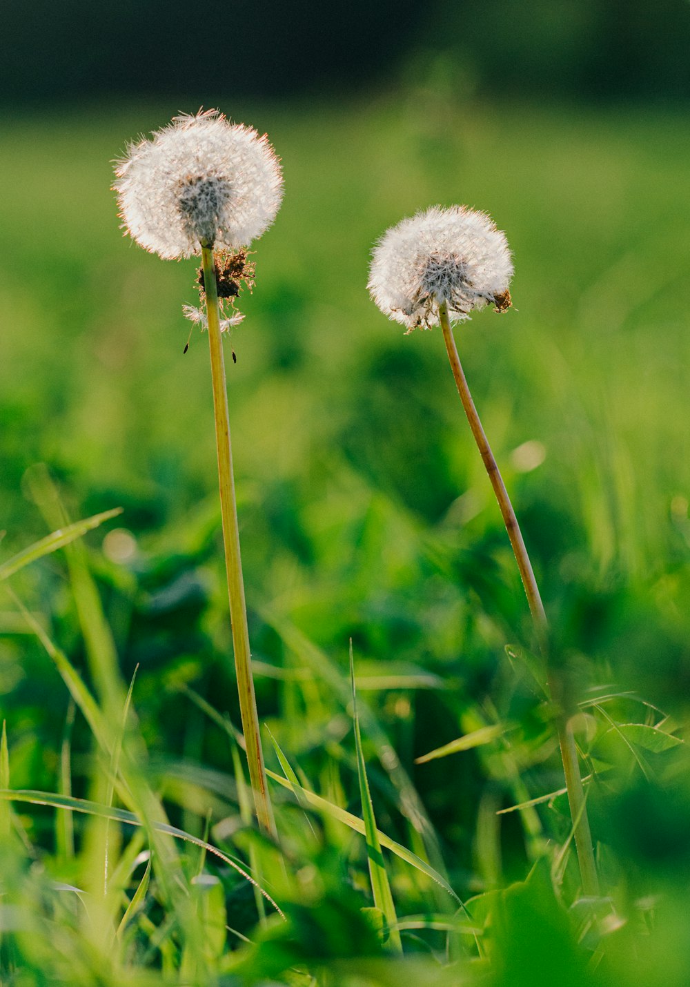 white dandelion