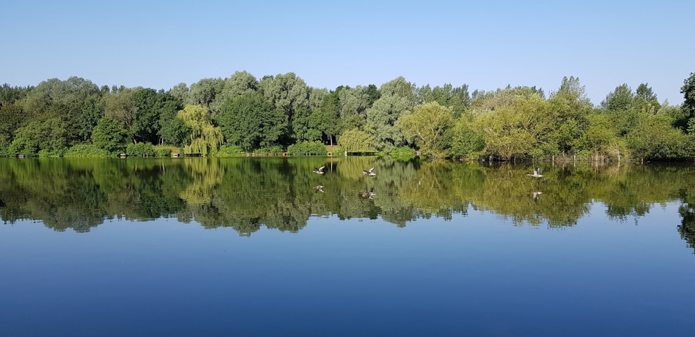 reflets d’arbres sur plan d’eau