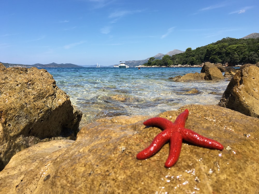 red starfish