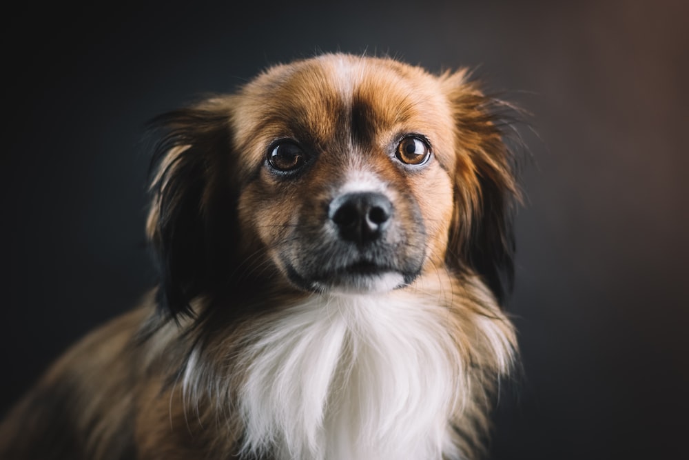 shallow focus photo of long-coated brown and white dog