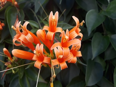 orange flowers in bloom