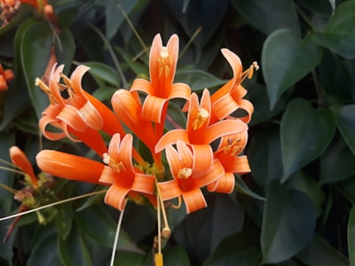 orange flowers in bloom talented google meet background