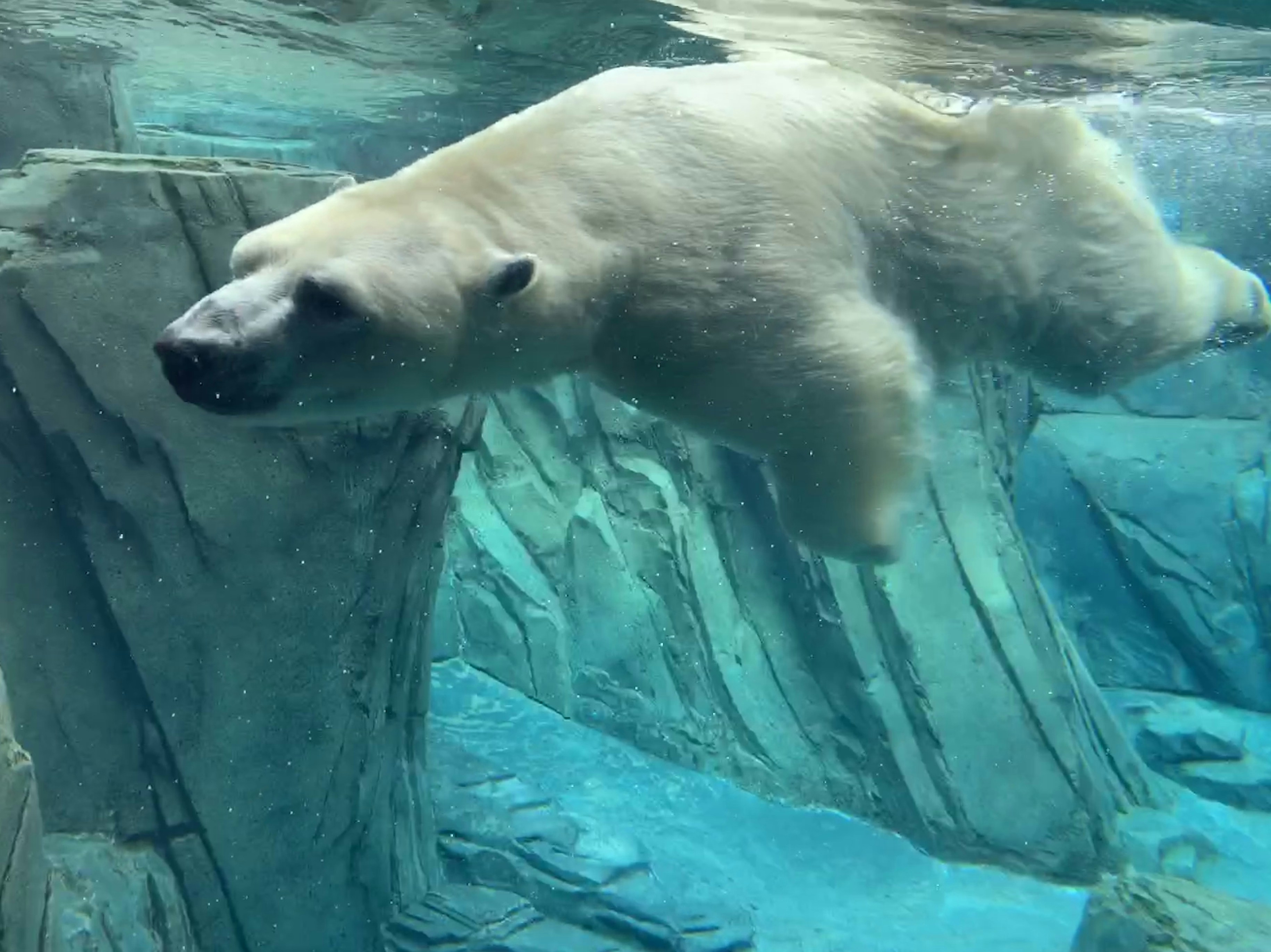 polar bear in water