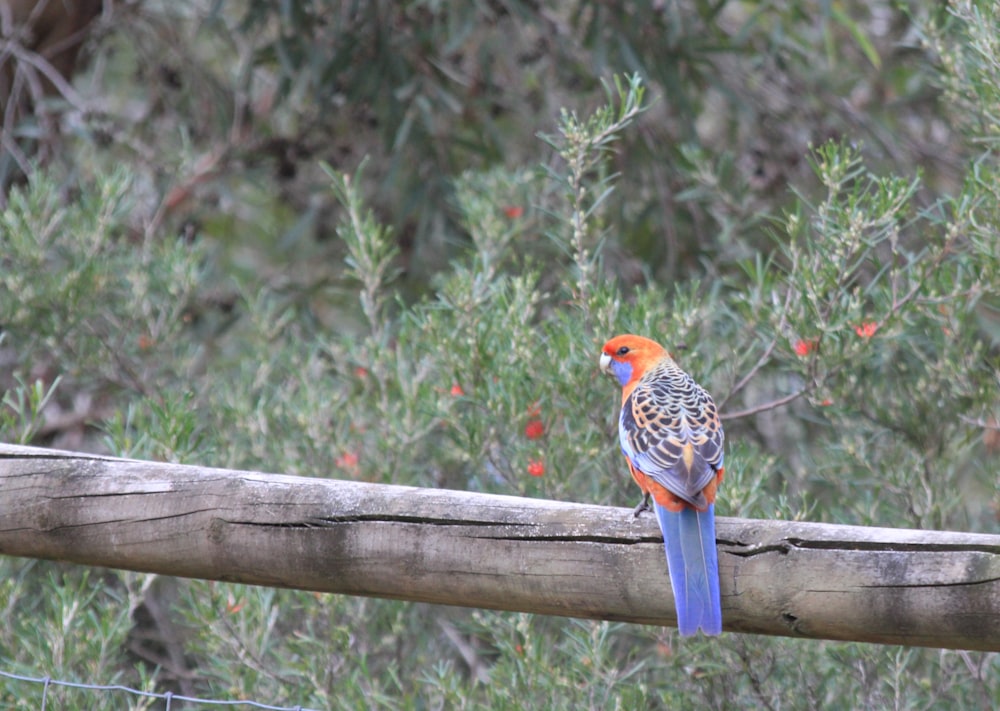 selective focus photography of gray and orange bird on brown post