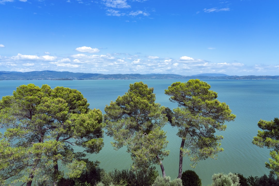 trees near ocean,