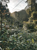 Early morning mist over the coffee landscape with vibrant green foliage