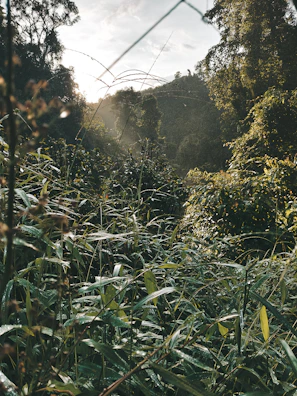 Early morning mist over the coffee landscape with vibrant green foliage