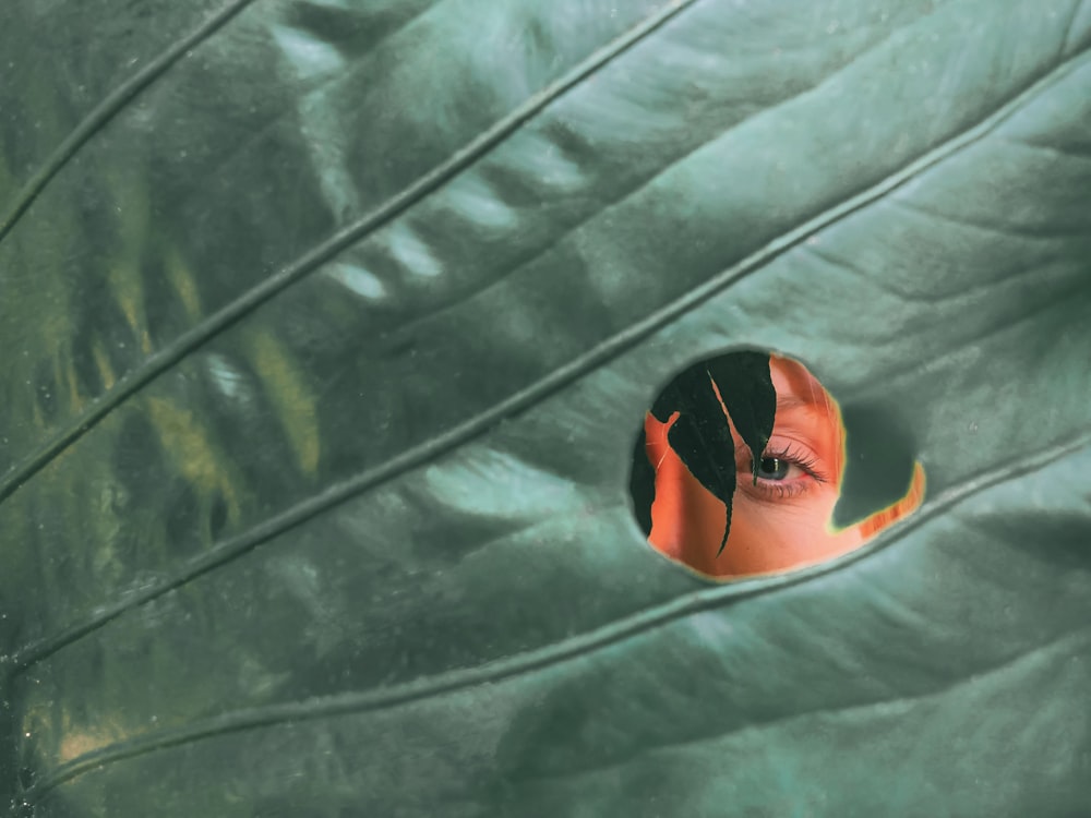 person peeking through green leaf hole