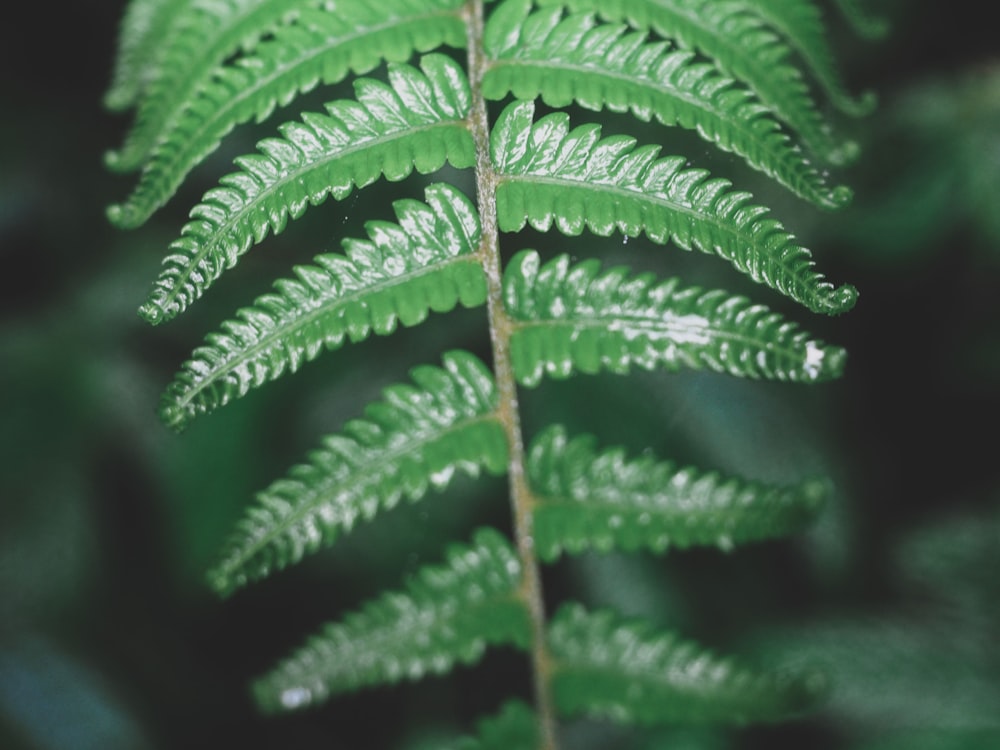 selective focus photography of green fern plant