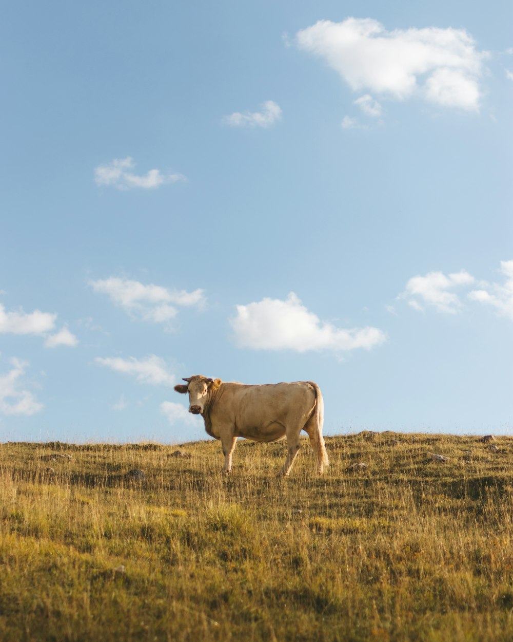 gado marrom no campo de grama