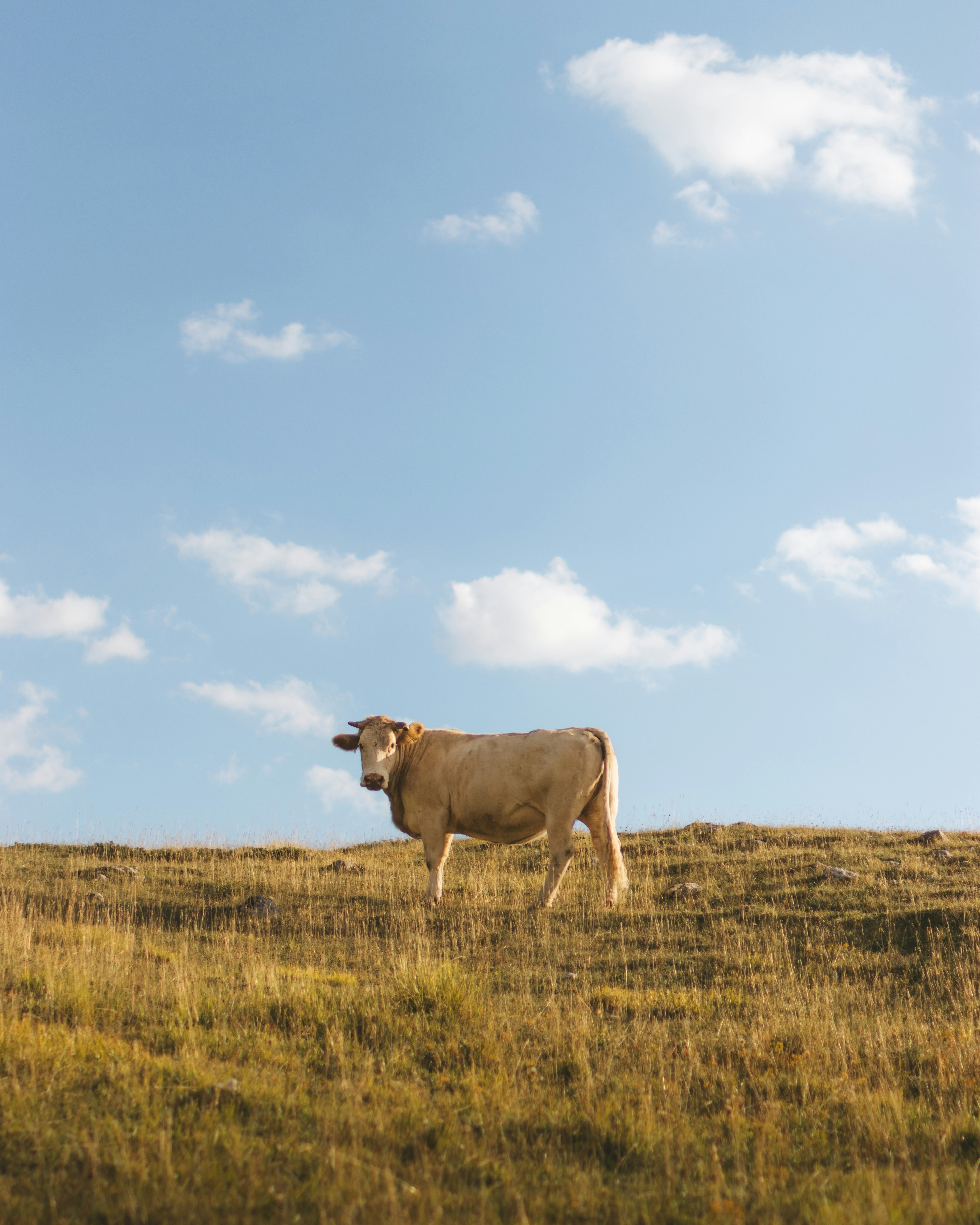 brown cattle on grass field