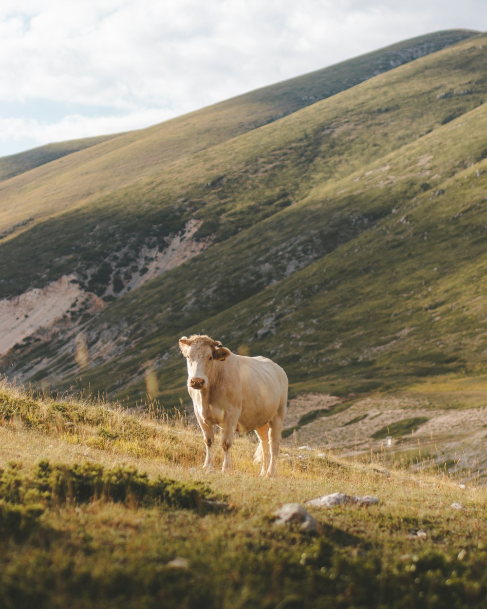 brown cow