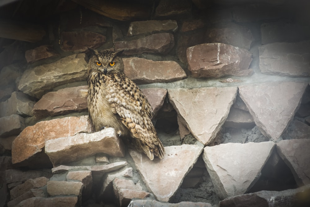 brown owl on rock
