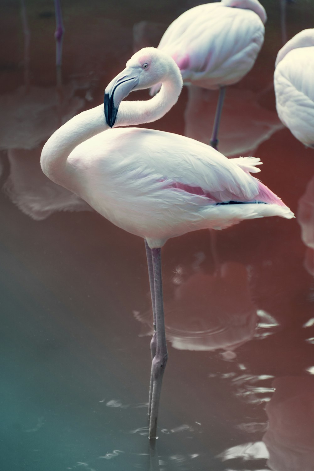 white and pink flamingos on body of water during daytime