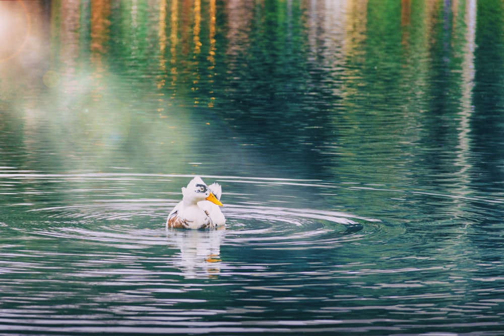 white duck on water