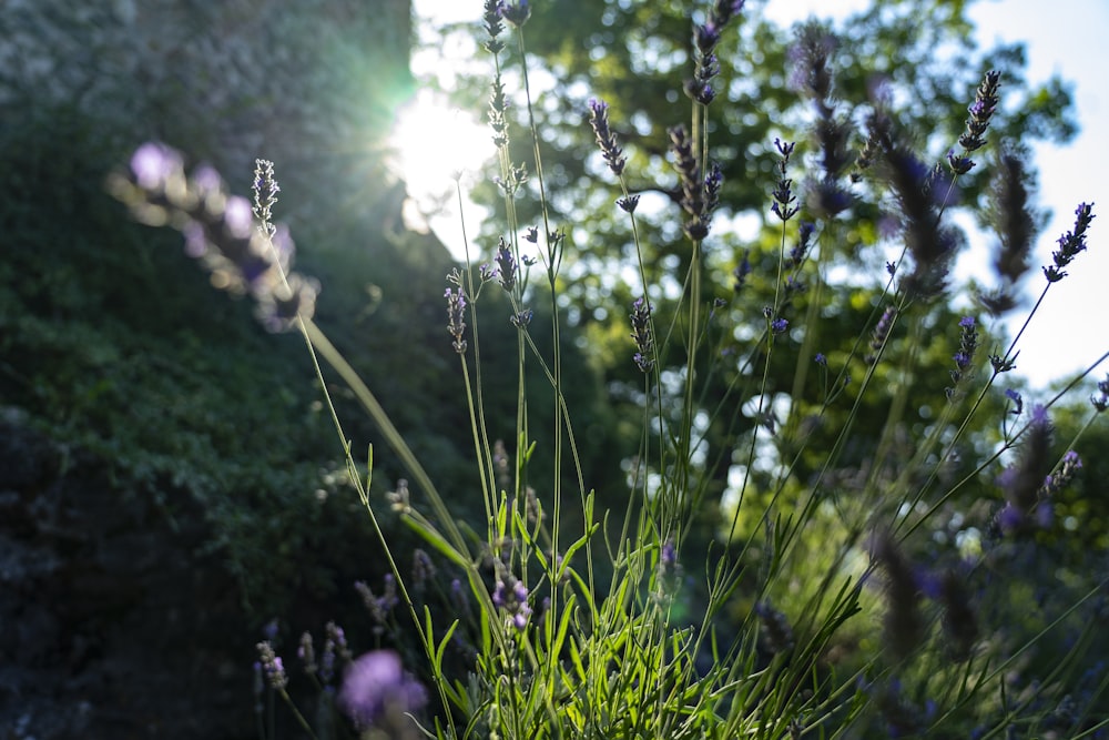 purple lavenders