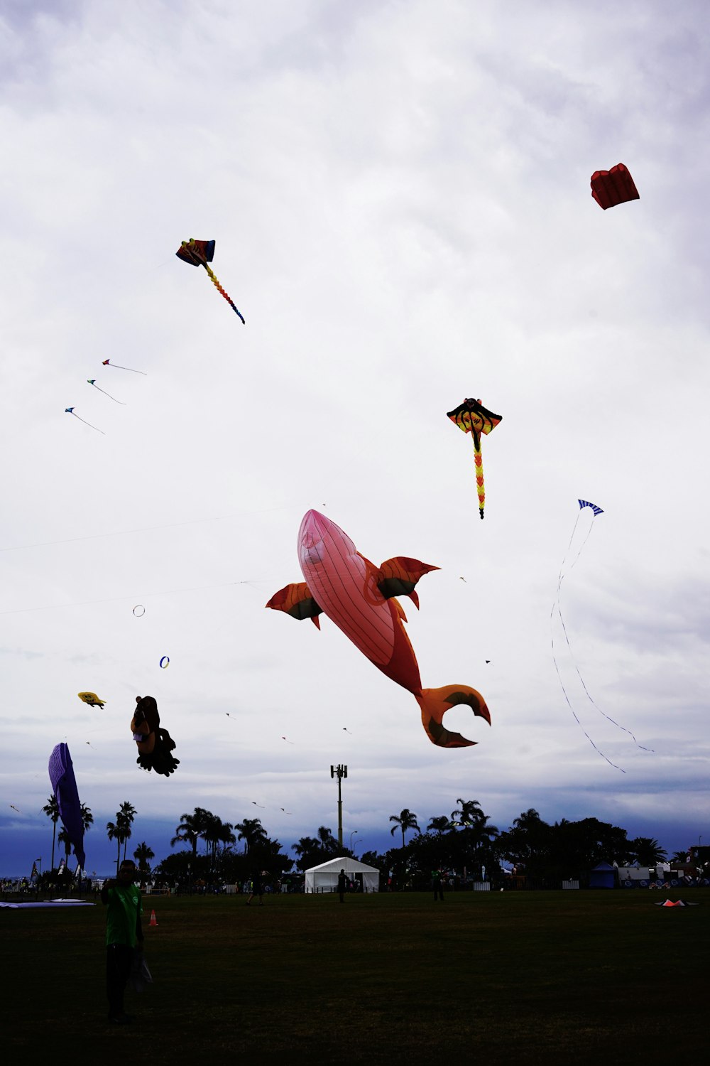 whale kite on air