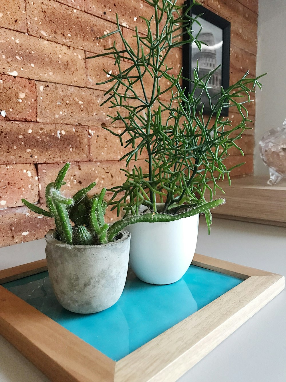 two green plants with white planters on brown and teal board