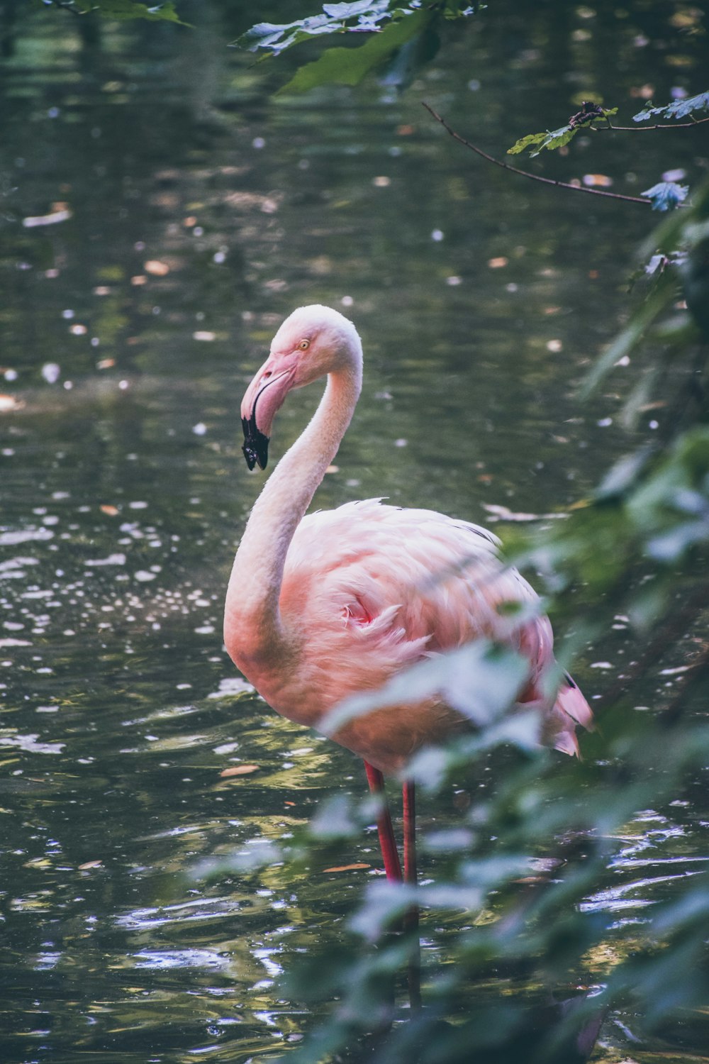 pink flamingo