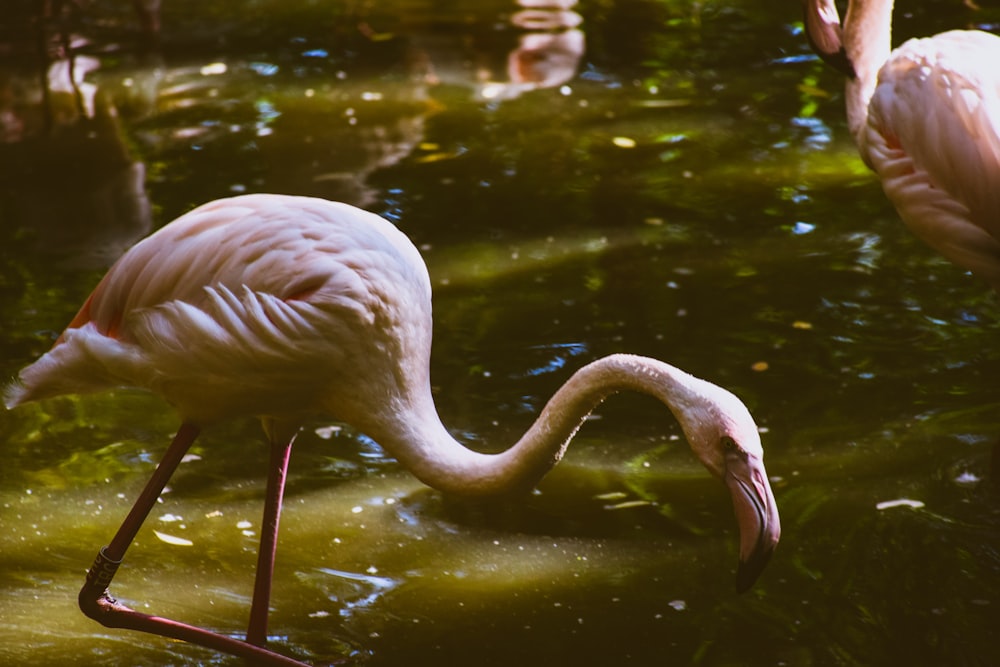 pink flamingos on body of water during daytime