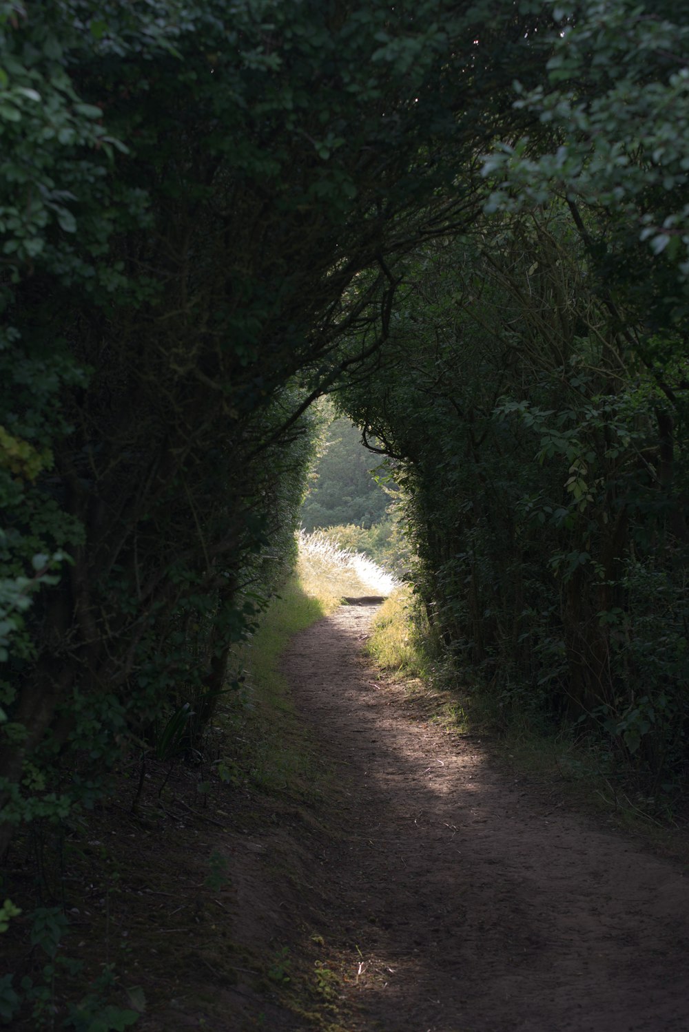 a narrow dirt road with trees on both sides