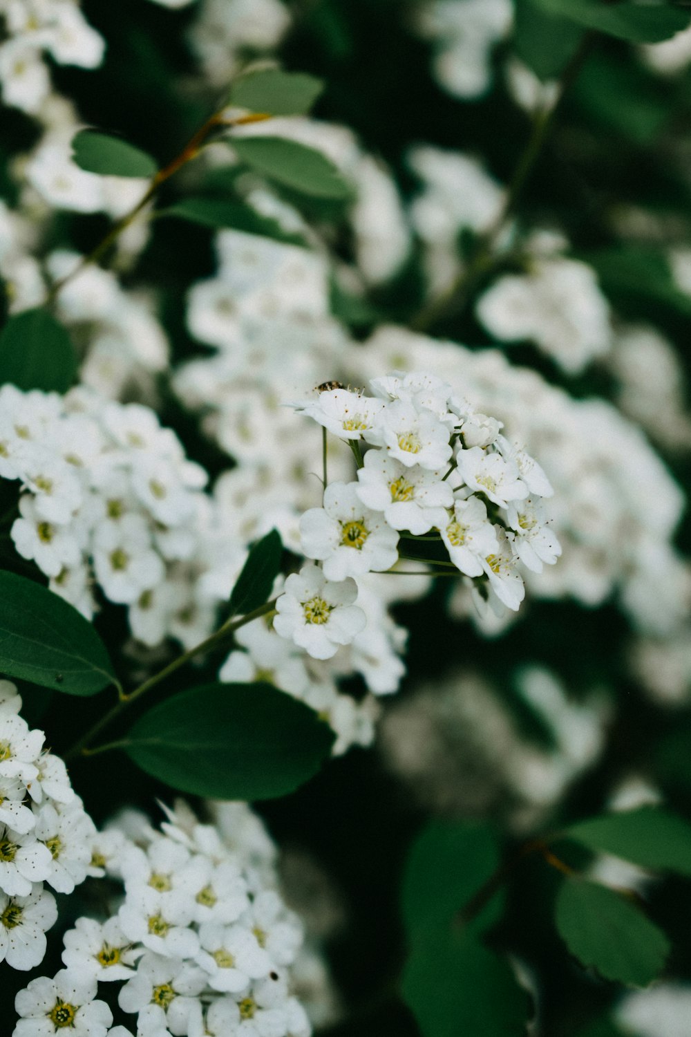 white flower