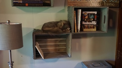 A cozy room corner with a grey cat sleeping inside a wooden box mounted on the wall. Above the box, there are books and decorative items, including a 'Sweet Home' sign. Next to it, another box contains a Star Wars-themed item and some books. A standing lamp with a grey lampshade is on the left, and a small storage container is placed on the floor.