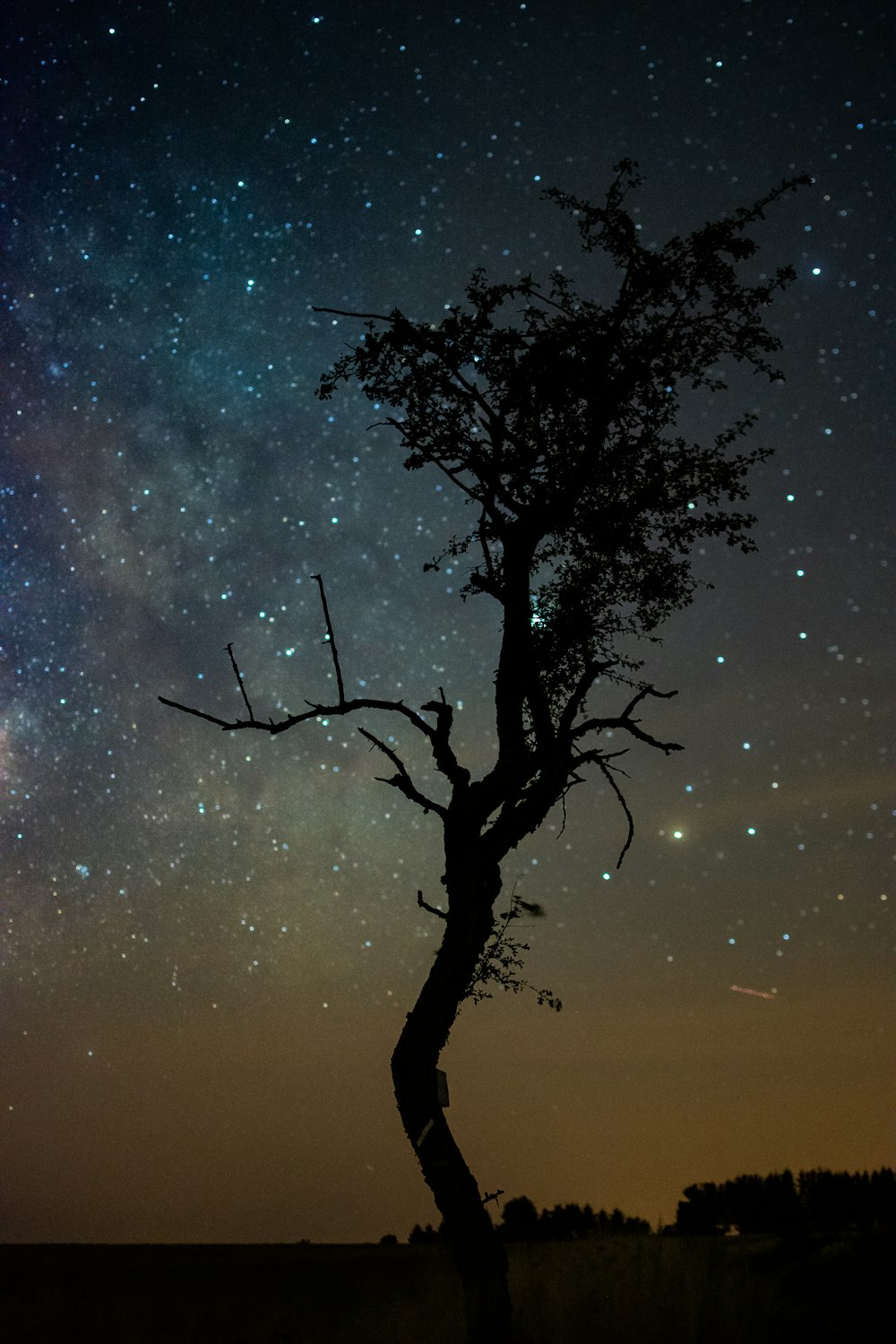 silhouette of tree during nighttime