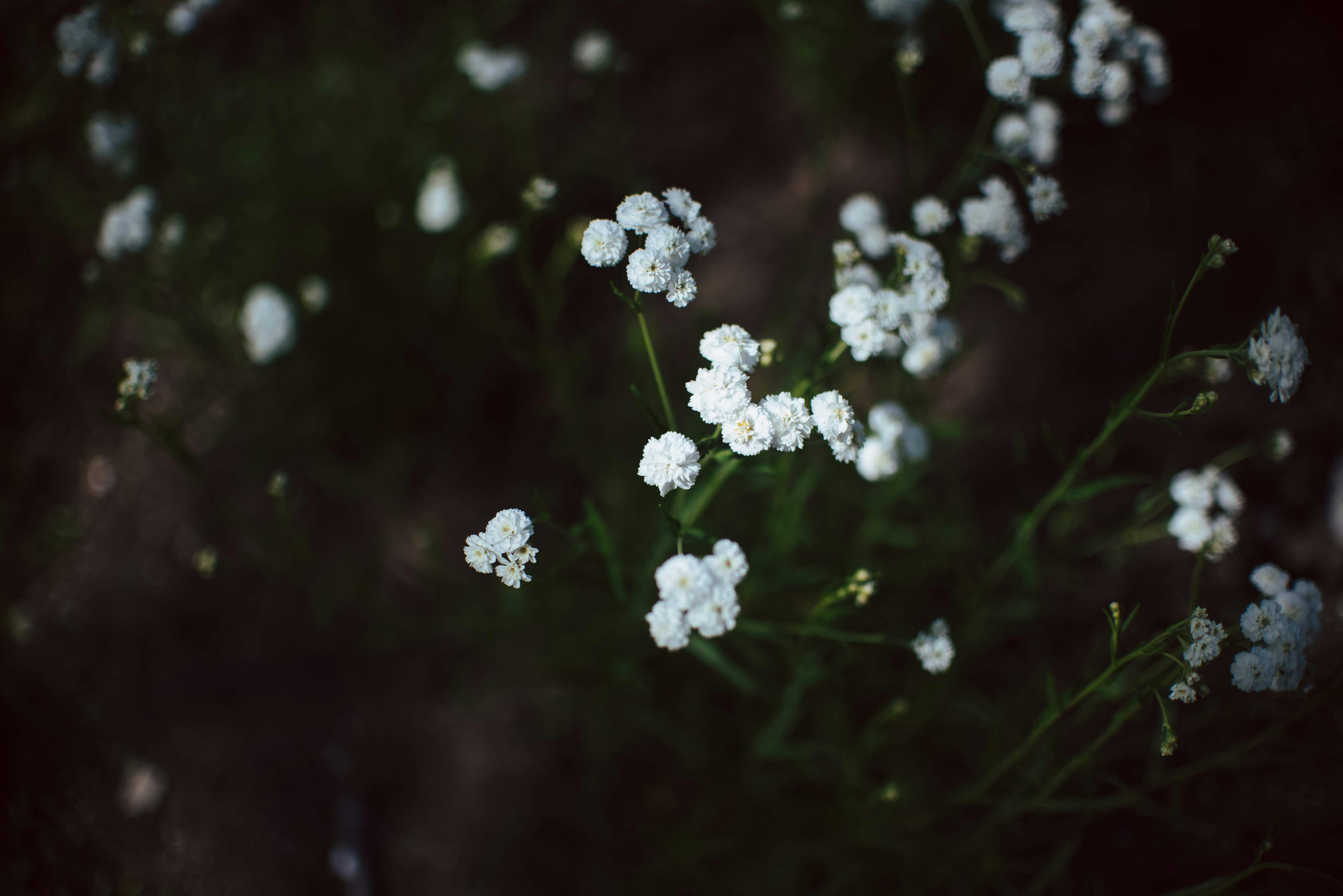 Photo by tristan_gevaux