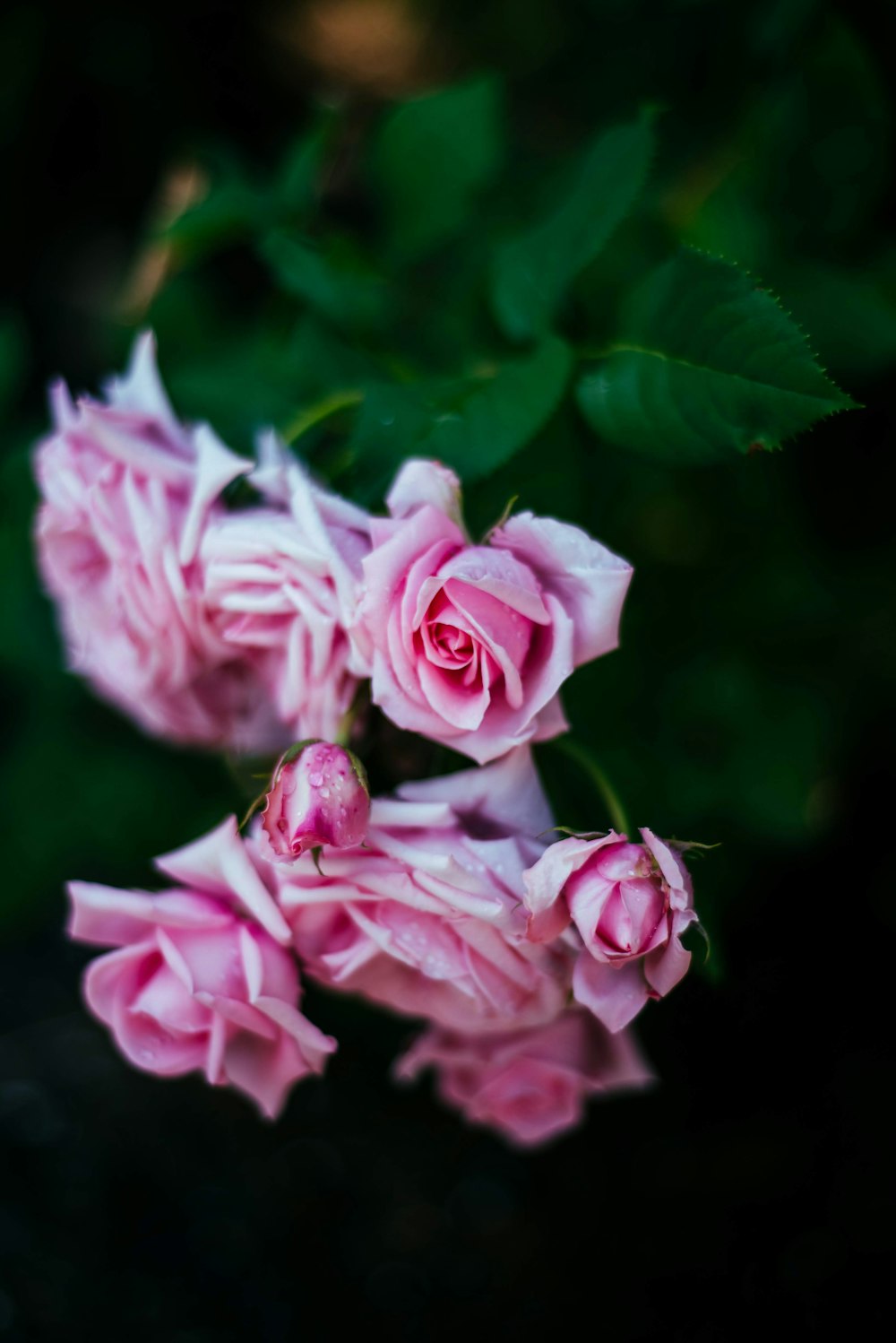 pink roses