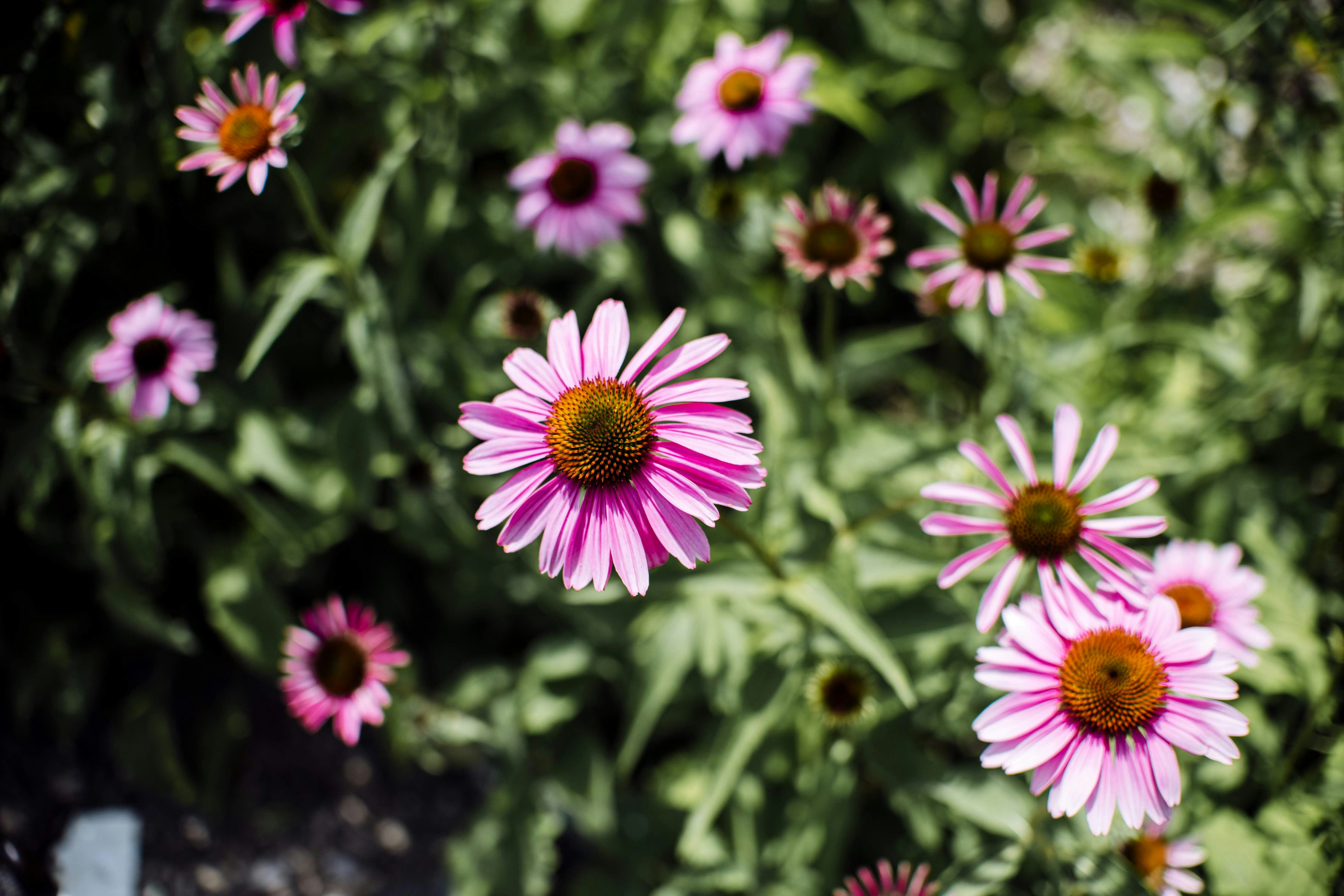 Photo by tristan_gevaux