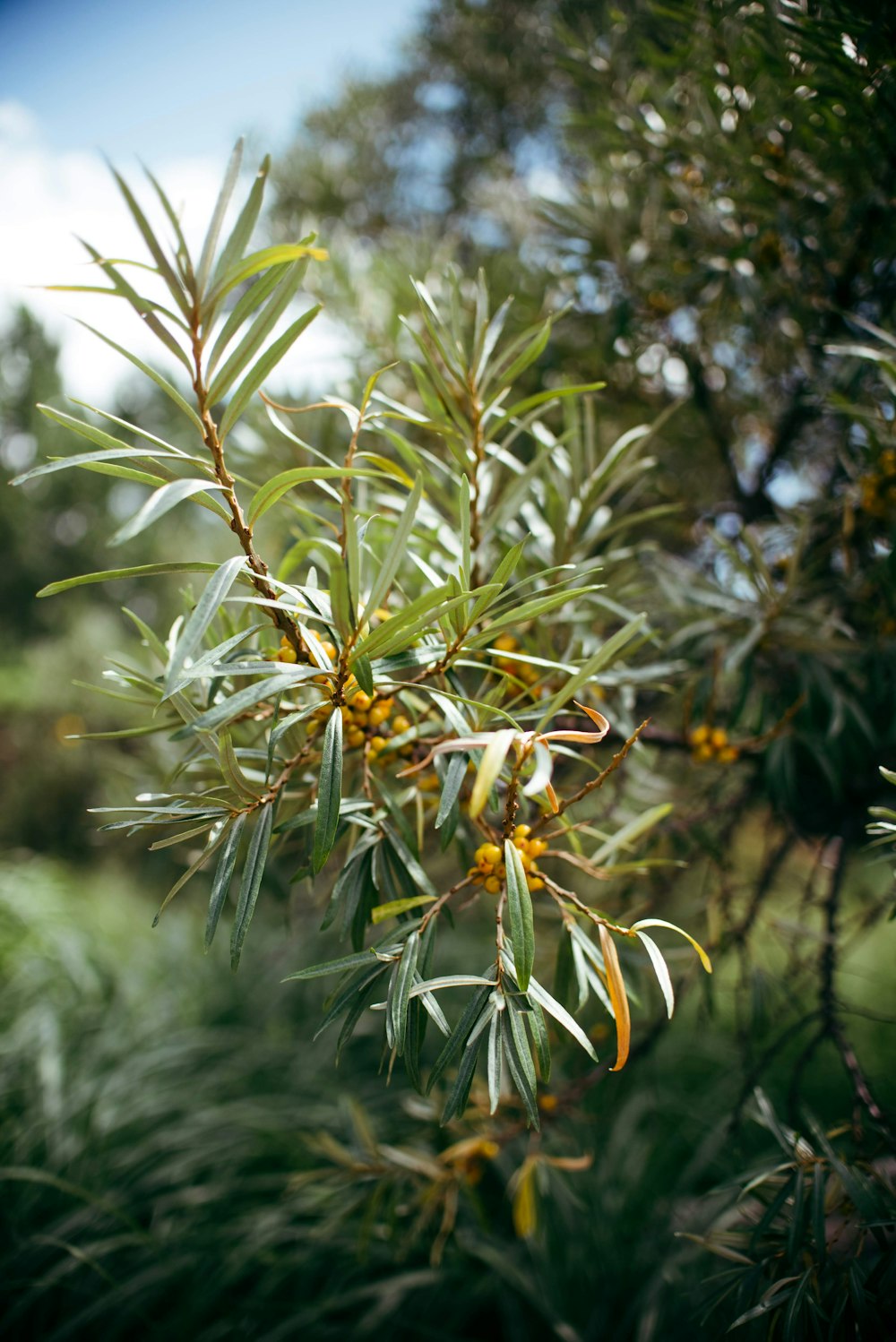 green leafy tree with yellow berries