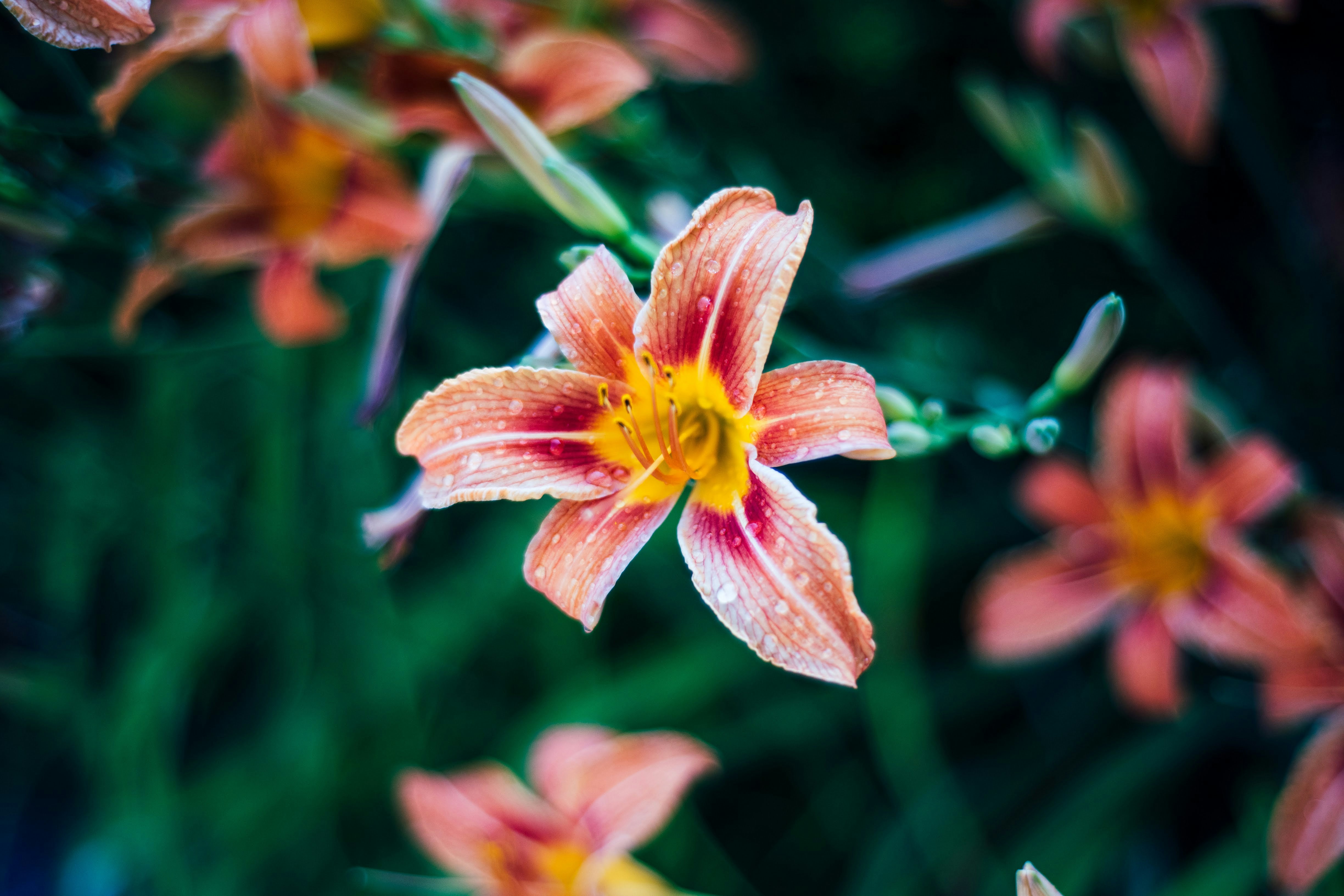 Photo by tristan_gevaux