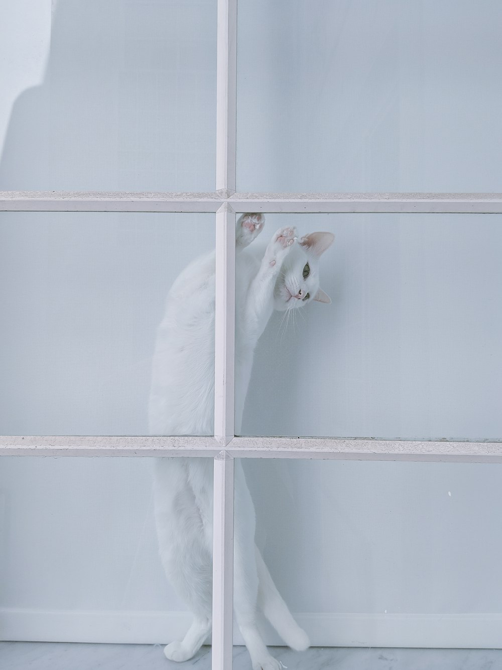 Weiße Katze steht neben weißem Gitter