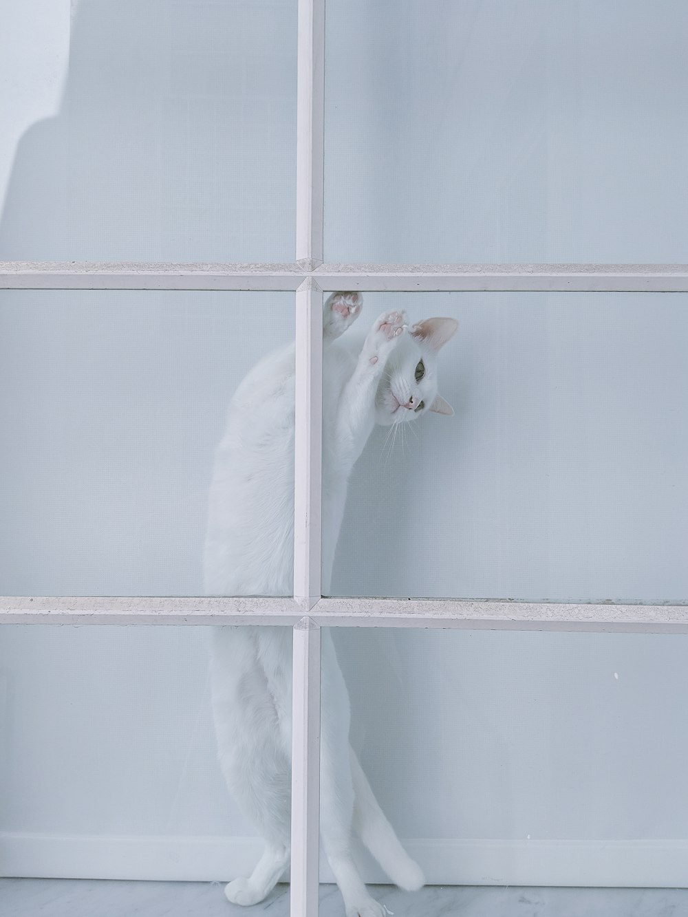 white cat standing beside white grille