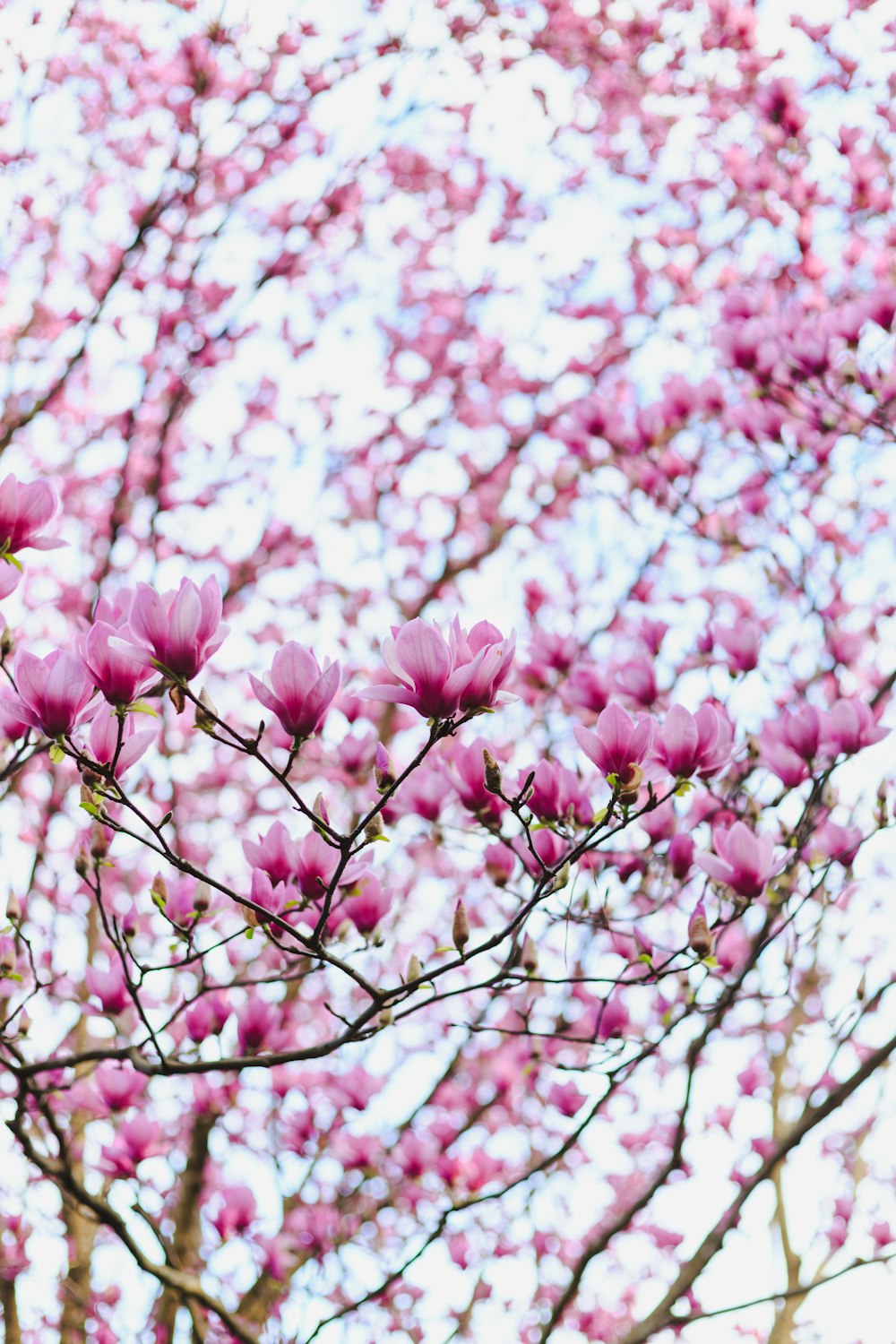 Foto de enfoque superficial de flores de cerezo rosadas