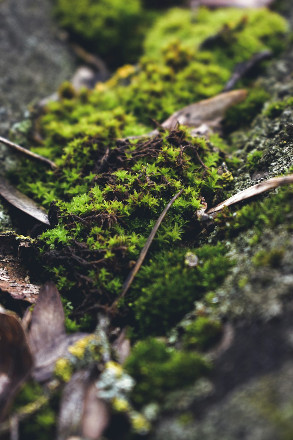 a close up of moss growing on a rock