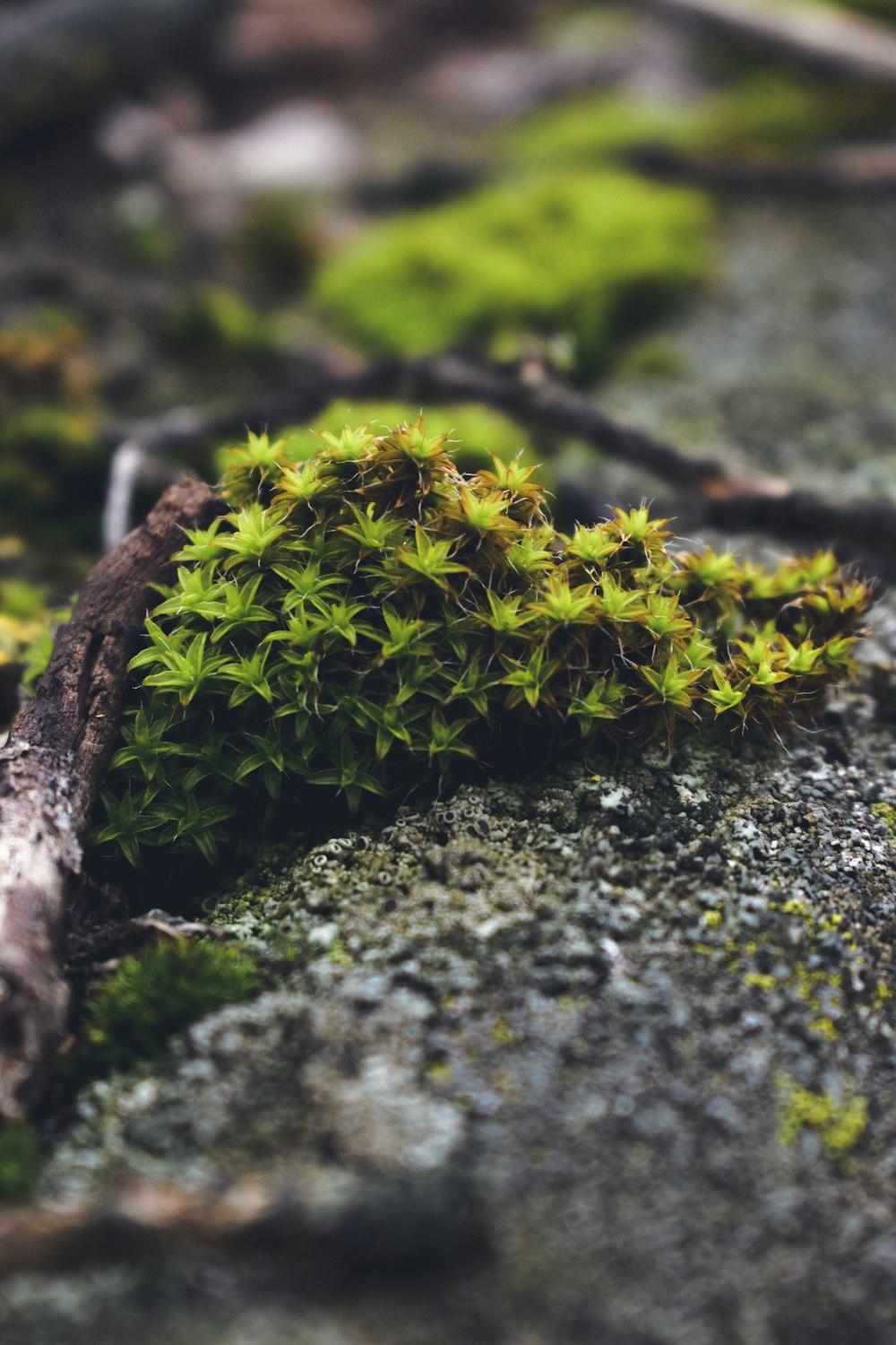 green leaf plant