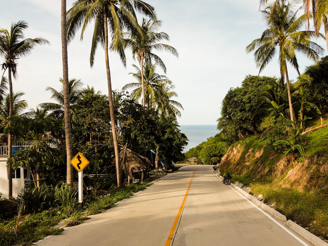 road near tree during daytime